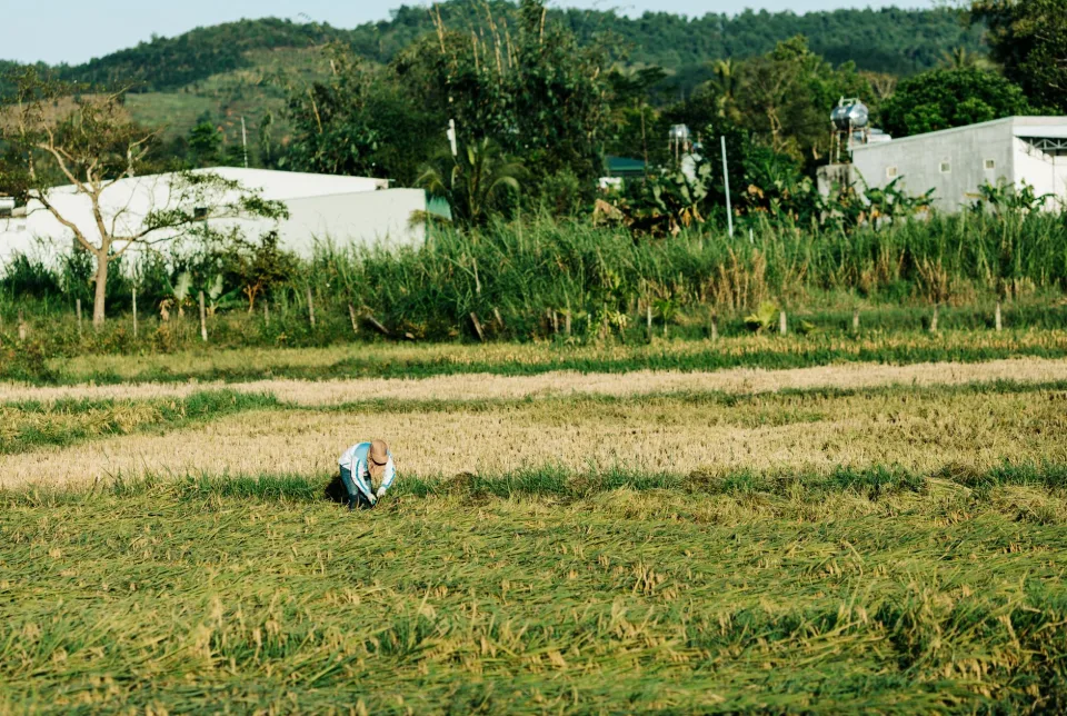 Kho gạo của Ngô Văn Lai